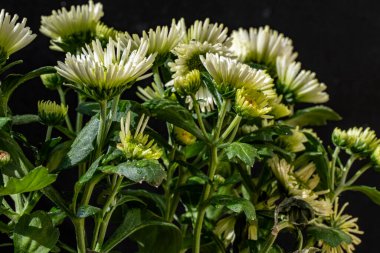 Koyu arkaplanda güzel kasımpatı çiçekleri yakın plan 