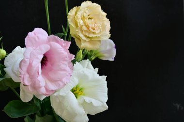 Siyah arka planda güzel Eustoma çiçekleri. Yakın plan.