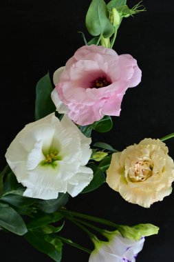 Siyah arka planda güzel Eustoma çiçekleri. Yakın plan.