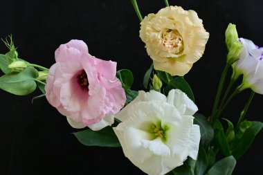 Siyah arka planda güzel Eustoma çiçekleri. Yakın plan.