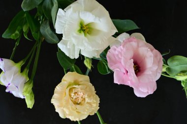 Siyah arka planda güzel Eustoma çiçekleri. Yakın plan.