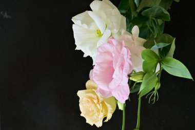 Siyah arka planda güzel Eustoma çiçekleri. Yakın plan.