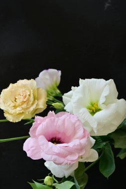 Siyah arka planda güzel Eustoma çiçekleri. Yakın plan.