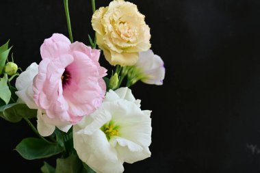 Siyah arka planda güzel Eustoma çiçekleri. Yakın plan.