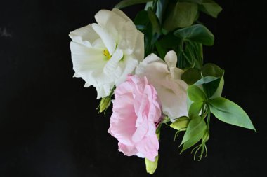 Siyah arka planda güzel Eustoma çiçekleri. Yakın plan.