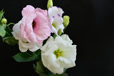 Siyah arka planda güzel Eustoma çiçekleri. Yakın plan.