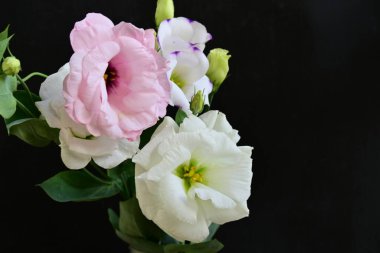 Siyah arka planda güzel Eustoma çiçekleri. Yakın plan.