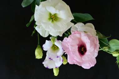 Siyah arka planda güzel Eustoma çiçekleri. Yakın plan.