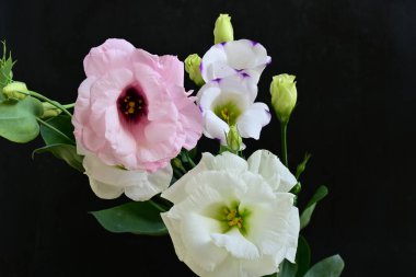 Siyah arka planda güzel Eustoma çiçekleri. Yakın plan.