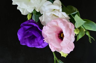 Siyah arka planda güzel Eustoma çiçekleri. Yakın plan.