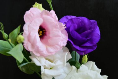 Siyah arka planda güzel Eustoma çiçekleri. Yakın plan.