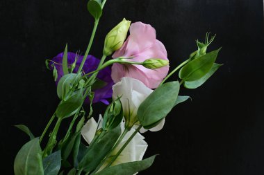 Siyah arka planda güzel Eustoma çiçekleri. Yakın plan.