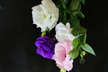 Siyah arka planda güzel Eustoma çiçekleri. Yakın plan.