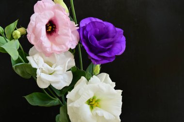 Siyah arka planda güzel Eustoma çiçekleri. Yakın plan.