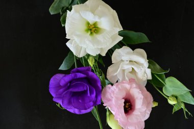 Siyah arka planda güzel Eustoma çiçekleri. Yakın plan.