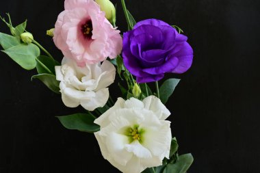 Siyah arka planda güzel Eustoma çiçekleri. Yakın plan.