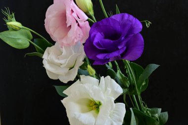 Siyah arka planda güzel Eustoma çiçekleri. Yakın plan.