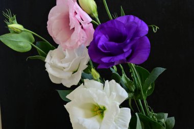 Siyah arka planda güzel Eustoma çiçekleri. Yakın plan.