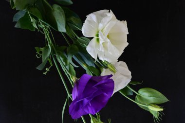 Siyah arka planda güzel Eustoma çiçekleri. Yakın plan.