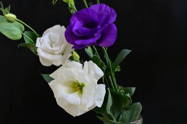 Siyah arka planda güzel Eustoma çiçekleri. Yakın plan.