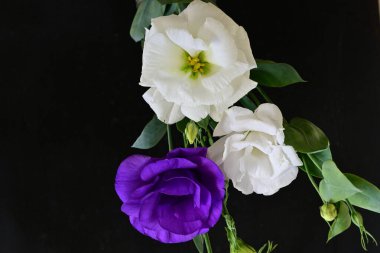 Siyah arka planda güzel Eustoma çiçekleri. Yakın plan.