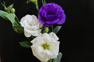 Siyah arka planda güzel Eustoma çiçekleri. Yakın plan.