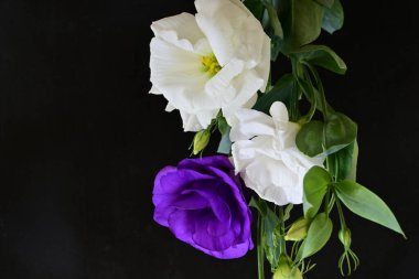 Siyah arka planda güzel Eustoma çiçekleri. Yakın plan.