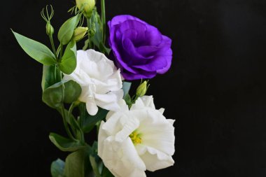 Siyah arka planda güzel Eustoma çiçekleri. Yakın plan.