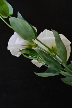 Siyah arka planda güzel Eustoma çiçekleri. Yakın plan.