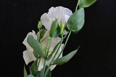 Siyah arka planda güzel Eustoma çiçekleri. Yakın plan.