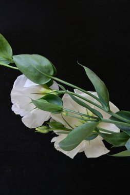 Siyah arka planda güzel Eustoma çiçekleri. Yakın plan.