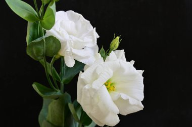 Siyah arka planda güzel Eustoma çiçekleri. Yakın plan.