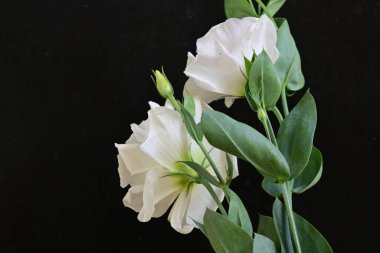 Siyah arka planda güzel Eustoma çiçekleri. Yakın plan.