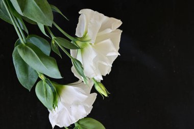 Siyah arka planda güzel Eustoma çiçekleri. Yakın plan.