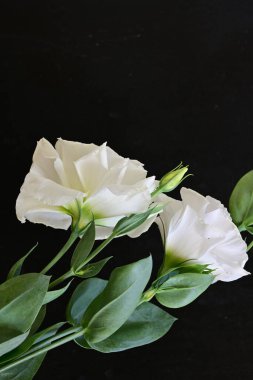 Siyah arka planda güzel Eustoma çiçekleri. Yakın plan.