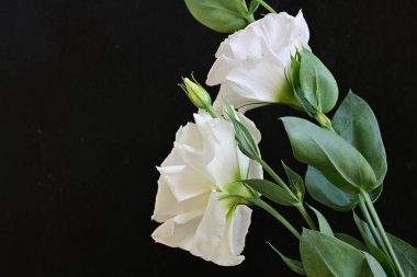 Siyah arka planda güzel Eustoma çiçekleri. Yakın plan.