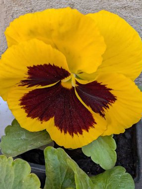 Yellow flower blooming with dark red center and green leaves