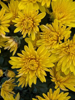 Canlı sarı çiçekler yemyeşil bahçede çiçek açıyor.