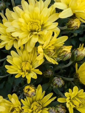 close up beautiful chrysanthemum flowers