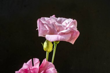 Pink roses blooming against dark background in sunlight