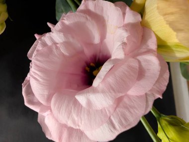 Pink flower blooming with delicate petals and green leaves