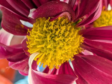 Closeup of vibrant pink flower petals and yellow center