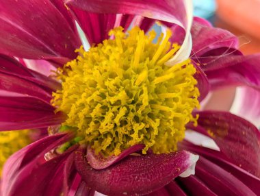 Closeup of vibrant pink flower petals and yellow center