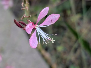 Güzel narin çiçeğin yakın görüntüsü, çiçek konsepti