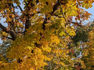 Sonbahar yaprakları, sonbahar bitkileri 