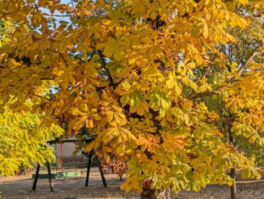 Dallarda sonbahar yaprakları, sonbahar bitkileri           