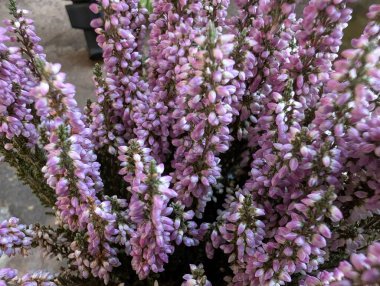 Güzel, narin çiçeklerin, doğal duvar kağıtlarının manzarasını kapat.       