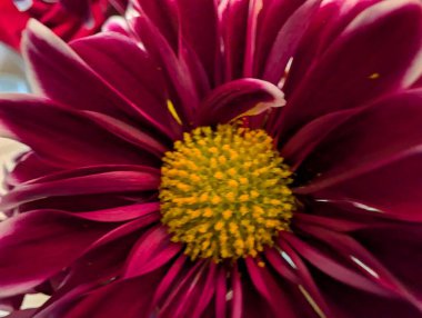 Güzel narin çiçeğin yakın görüntüsü, çiçek konsepti