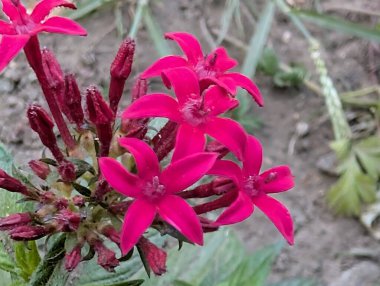 Kapalı yaz bahçesinde açan güzel çiçeklerin manzarası         