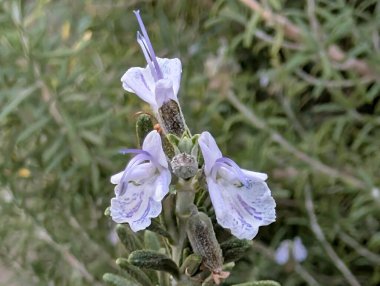 Yeşil yapraklı bitki dallarında açan mor çiçekler.
